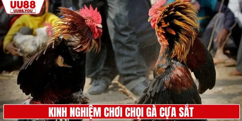 Kinh nghiệm thực chiến khi chơi gà cựa sắt