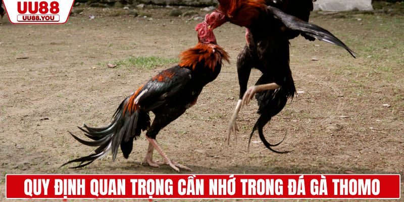 Quy định quan trọng cần nhớ trong đá gà Thomo