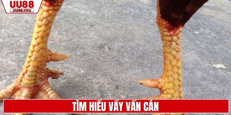 Tìm hiểu vẩy vấn cán