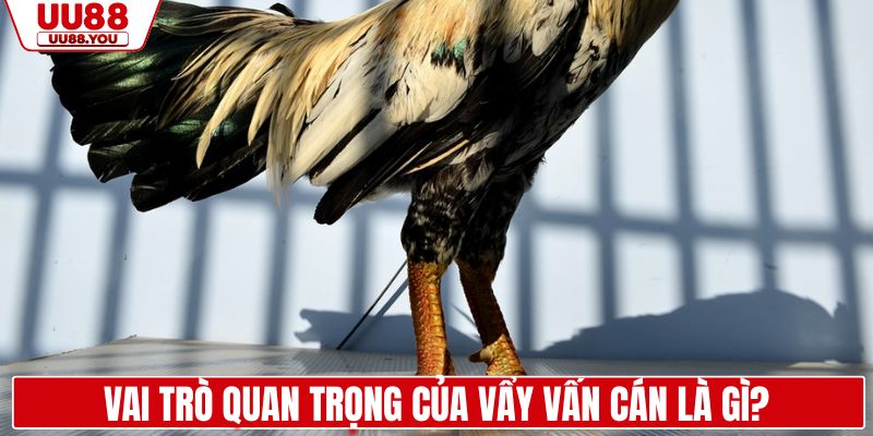 Vai trò quan trọng của vẩy vấn cán là gì?